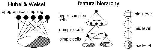hubel-hierarchy